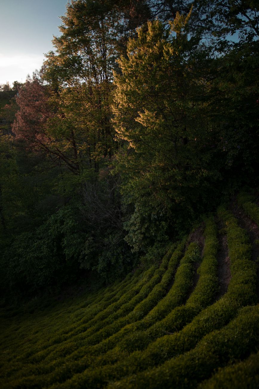 Lush terrace of matcha tea leaves in Kyoto foothills